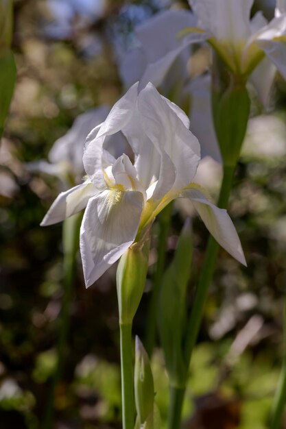 흰창포 Iris hybrida는 화단에서 자랍니다.