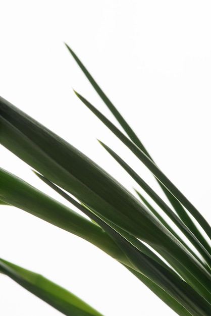 White irises on a white isolated background