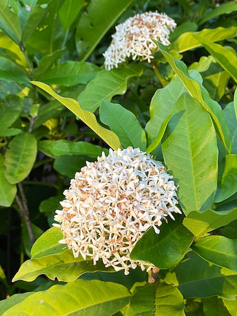 写真 背景のコピースペースと庭の白いイクソラの花