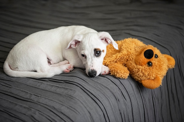 White Jack Russel terrier dog with toy bear