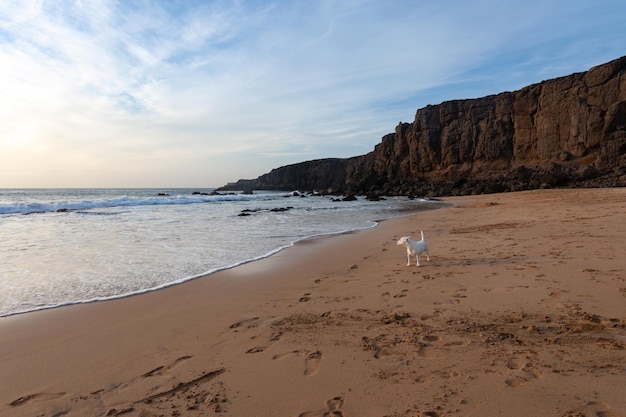 White Jack Russell Terrier hond op het strand bij zonsondergang, Spanje