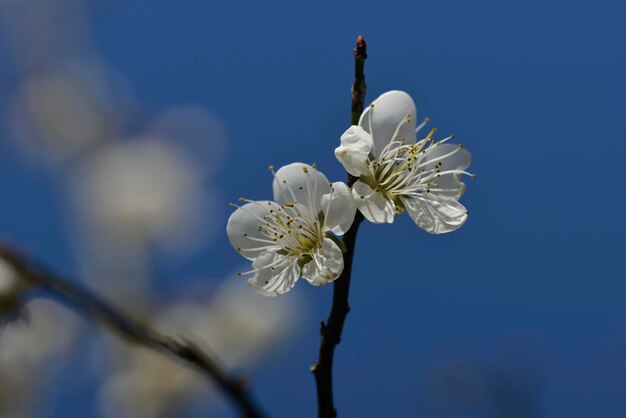 푸른 하늘을 배경으로 하얀 일본 살구 꽃잎