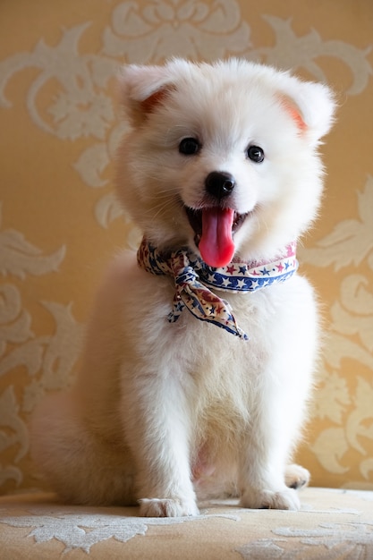 写真 白い日本のスピッツ犬のポートレート