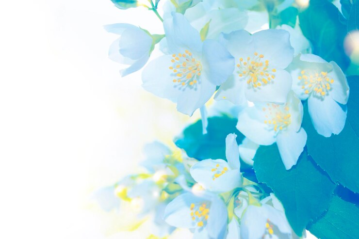 Photo 白いヤスミン 枝  ⁇ 細な春の花 自然