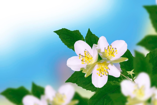 White jasmine the branch delicate spring flowers