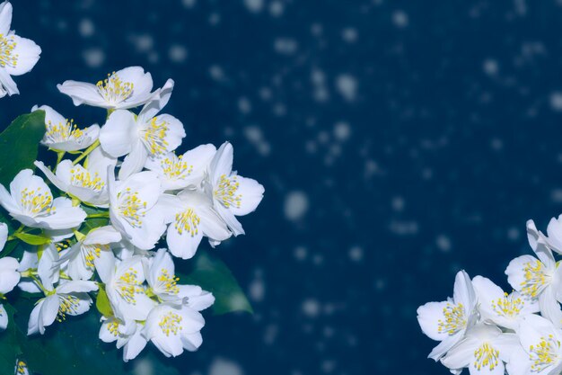 White jasmine The branch delicate spring flowers