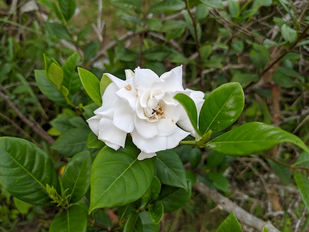 Белый цветок жасмина