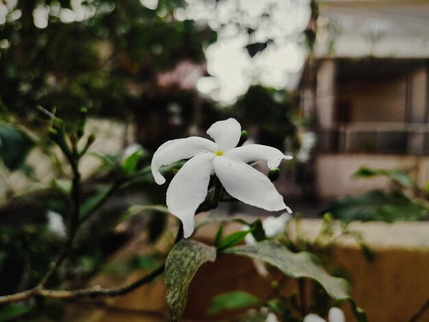 white jasmine flower