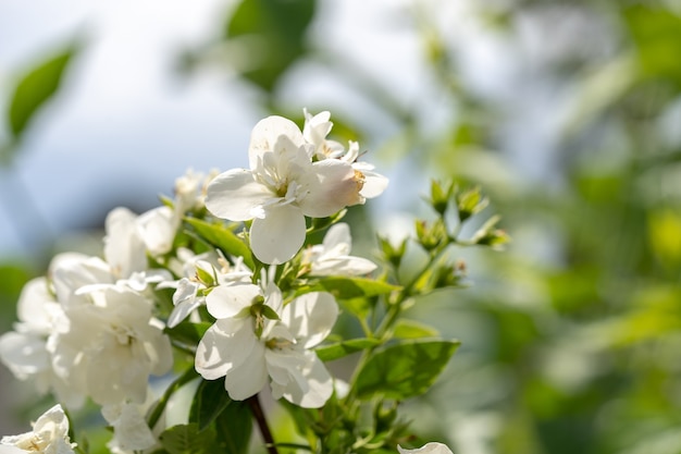 Fiori di gelsomino bianco su un cespuglio con sfondo sfocato