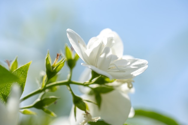 ぼやけた空の背景を持つ茂みに白いジャスミンの花