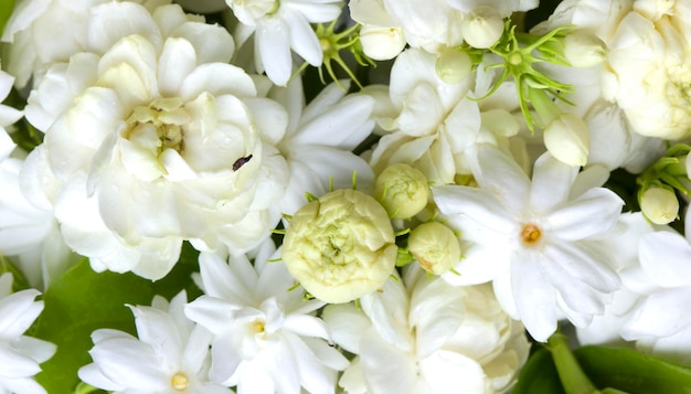 White jasmine flowers fresh flowers natural backgrounds