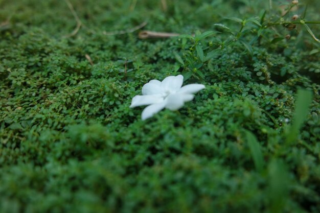 White jasmine flowers fresh flowers natural