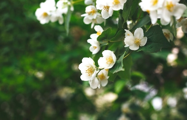 White jasmine flowers in a garden jasmine blossom