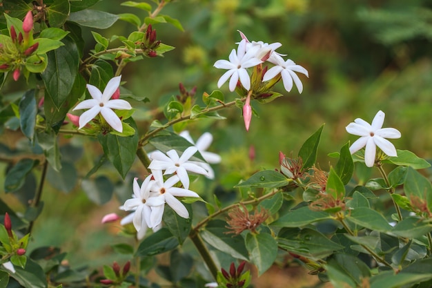 White Jasmine flowers in garden