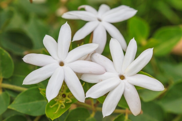 White Jasmine flowers in garden