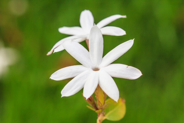 庭にある白いジャスミンの花