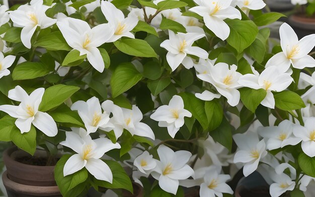 White jasmine flowers in the garden