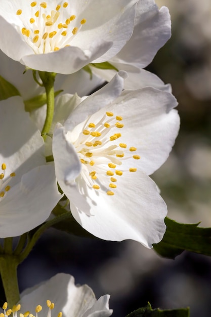 春の白いジャスミンの花ジャスミンの花が閉じて成長し、街の顕花植物の街を心地よい香りで飾ります