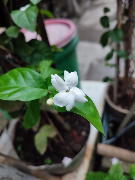 White jasmine flowers that are blooming beautifully and smell fresh