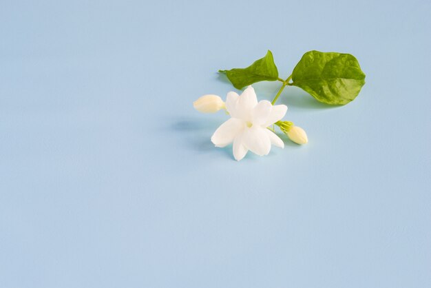 White Jasmine flowers with green leaves on beautiful blue background with copy space