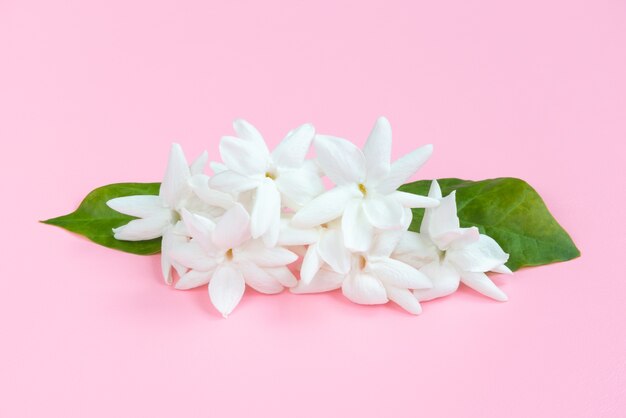 Fiori bianchi del gelsomino con le foglie verdi su bello fondo rosa, concetto sveglio dolce