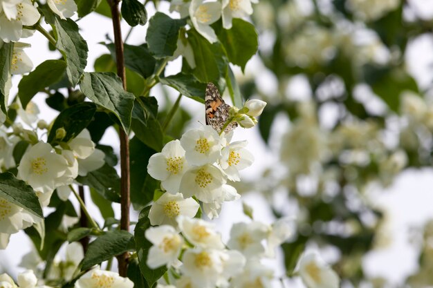 白いジャスミンの花