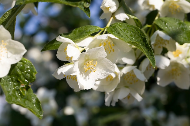 white jasmine flowers 