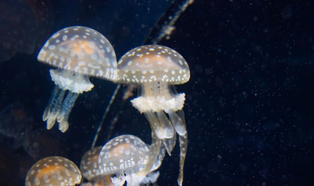 アクアリウムの白い水母のクローズアップ