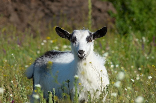 Bambino bianco al prato