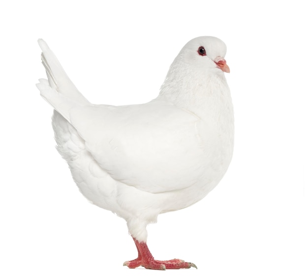 White King pigeon isolated on white