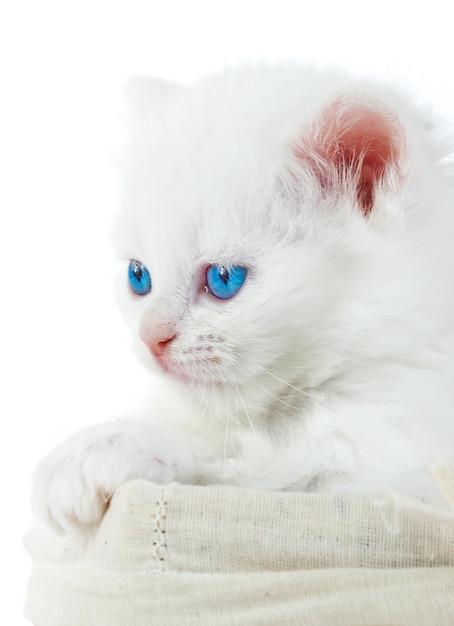 Photo white kitten in a basket...studio shot.