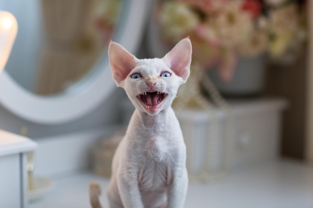 White Kitten breed Devon Rex says meow closeup