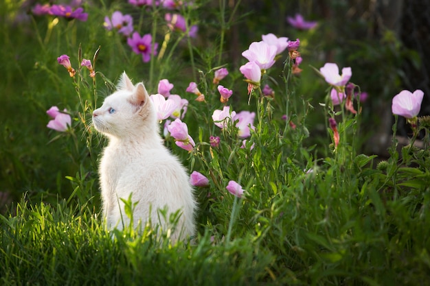 Foto gattino bianco in giardino floreale