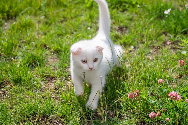 잔디에 흰 고양이