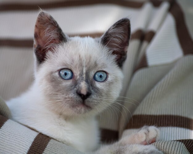 The white kitten is in the hands of the girl. local focus.