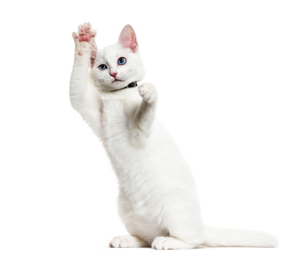 Gatto di razza mista gattino bianco che indossa un collare a campana in piedi sulle zampe posteriori