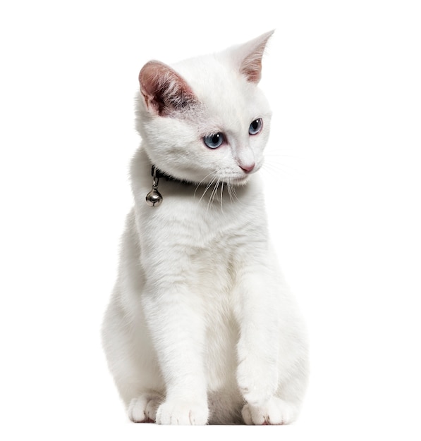 White kitten mixed-breed catwearing a bell collar and looking down