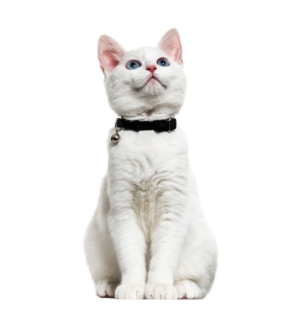 White kitten mixed-breed catwearing a bell collar and looking up