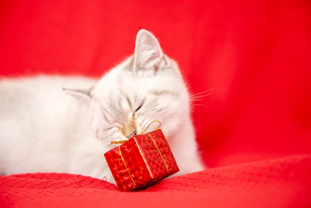 빨간 배경 크리스마스와 새 해 개념에 고립 된 선물 상자를가지고 노는 흰 고양이
