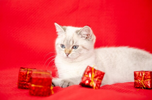 赤い背景で隔離のギフトボックスで遊ぶ白い子猫クリスマスと新年のコンセプト