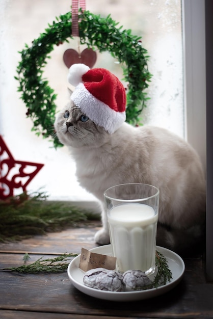 サンタクロースの帽子とサンタのクリスマスの御馳走のためのミルクチョコレートビスケットのガラスの白い子猫