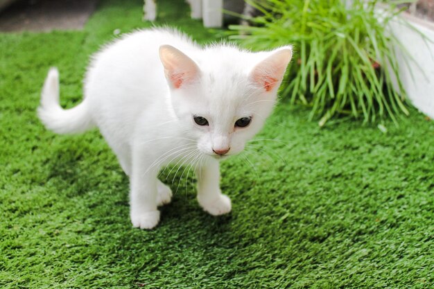 White kitten standing on grass in lawn