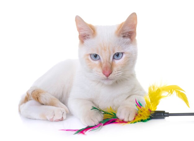 white kitten in studio