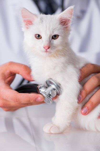 White kitten visiting vet for check up