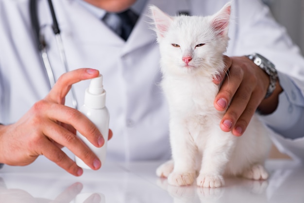 White kitten visiting vet for check up