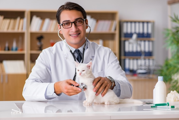 White kitten visiting vet for check up