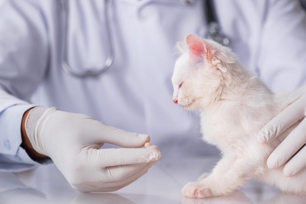 White kitten visiting vet for check up