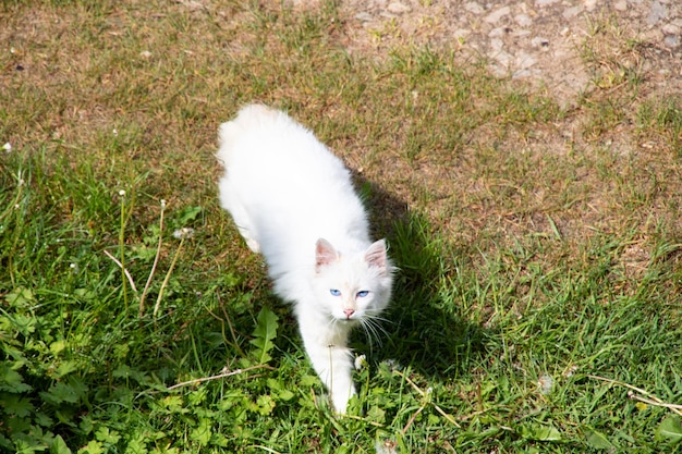 白い子猫は緑の草の上を歩く