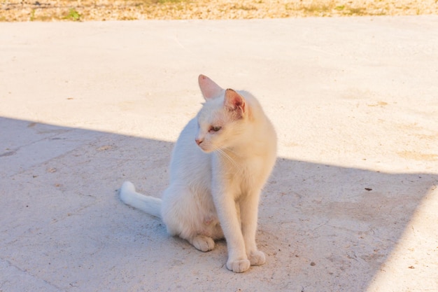 通りを歩く白い子猫