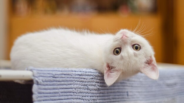 A white kitten with beautiful eyes lies on the table in the kitchen